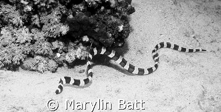 Banded sea snake, Atlantis resort. Nikonos V 28mm lense, ... by Marylin Batt 